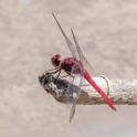 Orthemis schmidti (Red-tailed Skimmer) male.jpg
